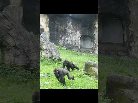 little gorilla brothers Jabali 5y7m old & Ringo 5y old. sho… サムネイル