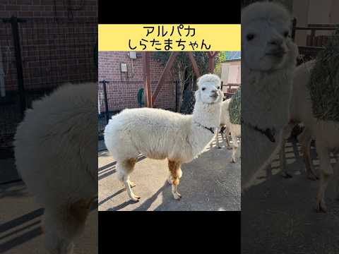 アルパカ・しらたま、毛刈りしました。 東武動物公園 動物 かわいい アルパカ しらたま 毛刈り サムネイル