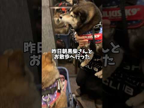 柴犬2頭一緒に散歩行ったら修羅場😱 サムネイル