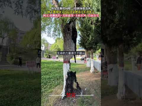 縱是焦軀仍向暖 一枝新綠報春風 樹幹都燒穿了可它還是把春天長出來了 生命力 震撼 積極向上 樹 life vitali… サムネイル