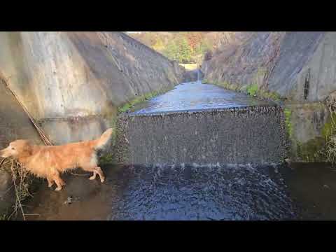 野生動物並みに川から脱出できるゴールデンレトリバー親子 goldenretriever ゴールデンレトリバー dogl… サムネイル