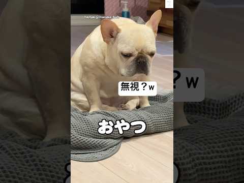 無反応すぎる犬😂　#フレンチブルドッグ #犬　#面白い　#犬のいる暮らし #フレブル サムネイル
