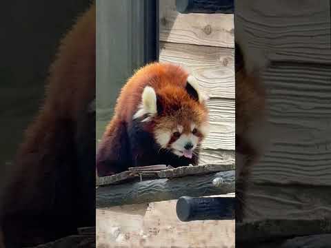 shorts みいちゃんとタケノコ　レッサーパンダ　千葉市動物公園にて　2026年4月19日