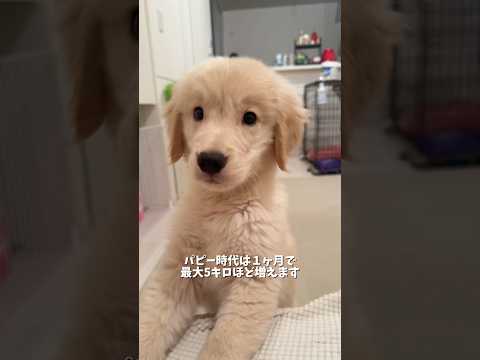 みなさんへの注意喚起です⚠️本当に気をつけてください!ゴールデンレトリバー大型犬のいる暮らし