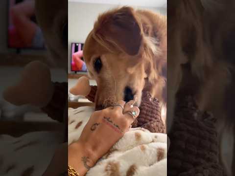 coming home to my golden retriever❤️india retreiver dog pup… サムネイル