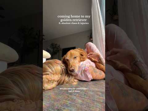 coming home to my golden retriever🥵goldenretreivers dog pup… サムネイル