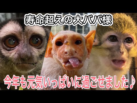 寿命を遥かに超えても元気なおばあちゃん猿♫今年も沢山食べて元気に過ごせました！ サムネイル