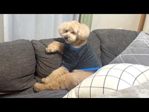 朝が弱い大きいトイプードル【デカプー】【トイプードルのロアくん】【toy poodle】 サムネイル