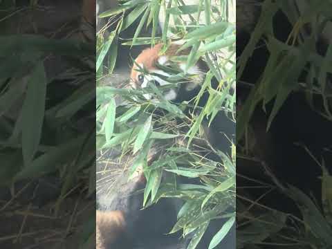 shorts 初めましてランマルくん　レッサーパンダ　浜松市動物園　2026年2月14日　IMG 8470 サムネイル
