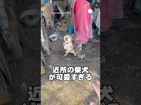 近所の柴犬の喜び方が可愛すぎる　柴犬　犬　かわいい かわいい犬 犬のいる暮らし サムネイル