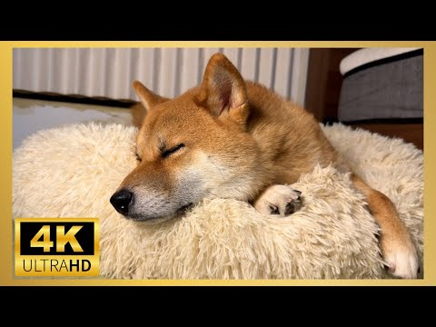 柴犬がリラックスする夜【4K】Shiba Inu Sleeping / Relaxing – 4K Ultra HD… サムネイル