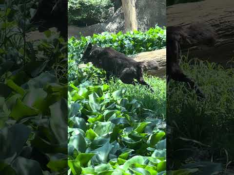 shorts シンリンオオカミ　神戸どうぶつ王国　IMG 5750 サムネイル