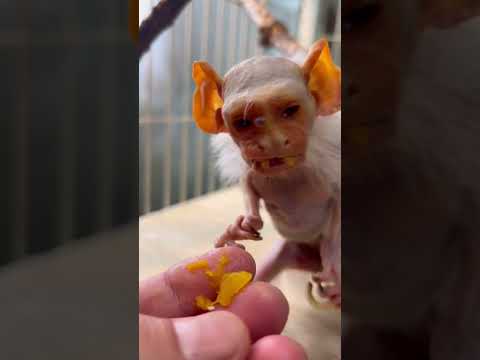 長寿のコモンおばあちゃんはさらなる長生きを目指します！おばあちゃん grandma 猿 サムネイル