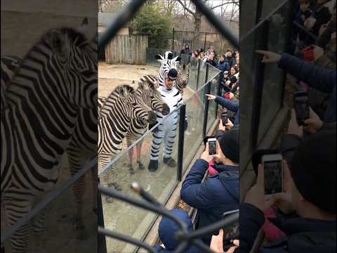 Man in Zebra Costume Confuses Real Zebras at the Zoo 🦓😂 サムネイル
