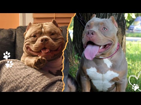 The Pitbull That Loves Harder Than It Looks サムネイル