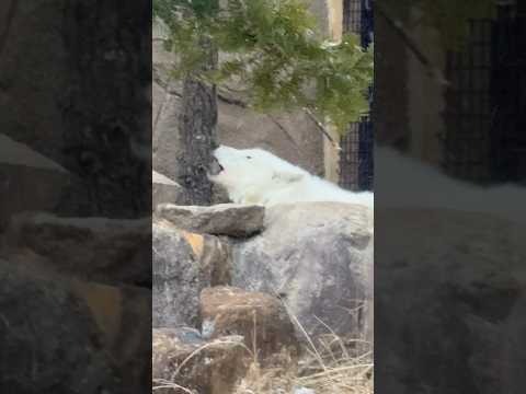 shorts 夕方の遠吠え燦那ちゃん　  ホッキョクオオカミ　那須どうぶつ王国にて　2026年1月2日 サムネイル