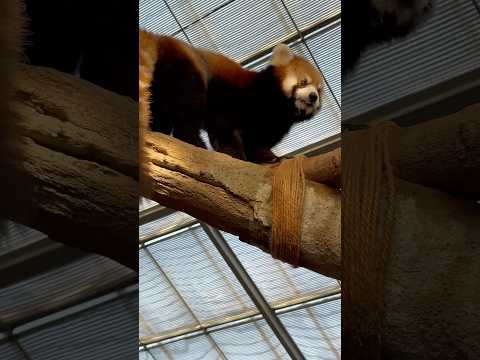 shorts レッサーパンダトーク終了後に もう一個リンゴを貰うヤマトくん　神戸どうぶつ王国にて　2025年12月28日 サムネイル