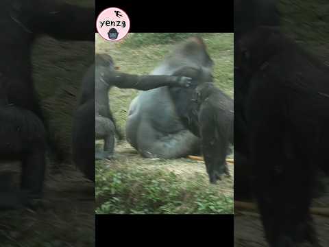 Jabali和Ringo玩,D'jeeco揮手,小J跳下壕溝 gorilla gorillatag taipeizoo… サムネイル