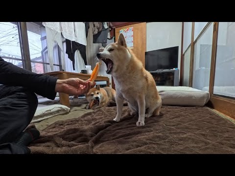 モモさんたちがおもちゃで遊んでいる隙にカーペットのお掃除 サムネイル