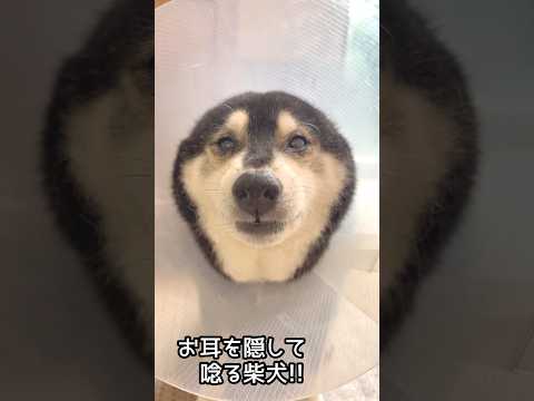 柴犬のお耳が行方不明！！可愛いフォルムとは裏腹に怖すぎる柴犬 サムネイル