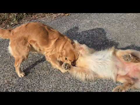 去年のトン君は最後の切畑は今年と同じ12月25日でした。 サムネイル