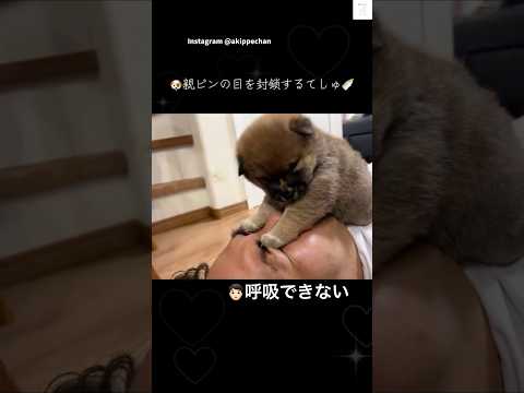 寝る場所、そこじゃない😂　子犬　柴犬　犬　パピー　かわいい サムネイル