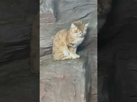 shorts 眠る❣️ヤシュくん　スナネコ　那須どうぶつ王国　2026年1月30日 サムネイル