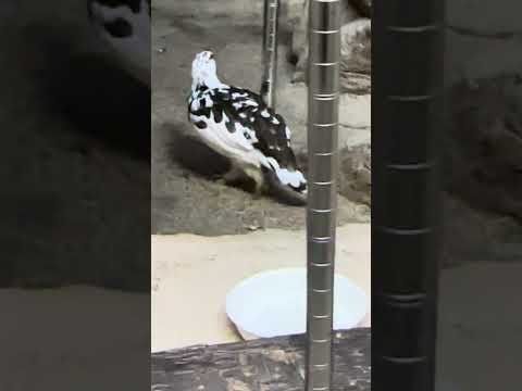 shorts ニホンライチョウ　那須どうぶつ王国　IMG 9944 サムネイル