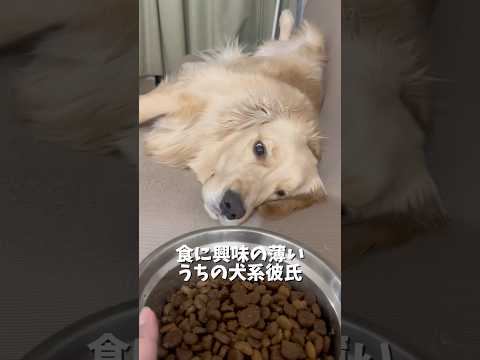 ご飯に興味のない珍しい犬ですが、スイッチが入るとしっかり食べます☺️笑ゴールデンレトリバー 犬と2人暮らし golde… サムネイル