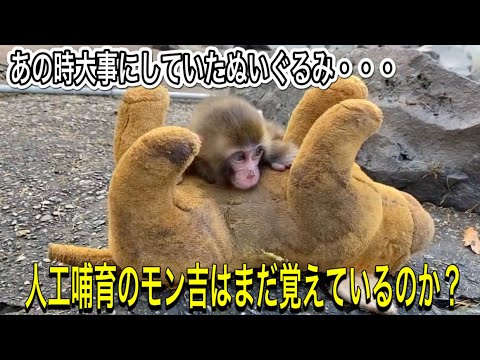ぬいぐるみを母親代わりにして育ったニホンザルのモン吉・・・大きくなった今でもそのぬいぐるみを覚えているのか？ サムネイル