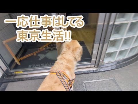 一応仕事はしてますよ。ゴールデンレトリバーティト サムネイル