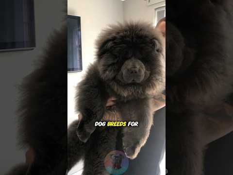 The Most Difficult Dog Breeds for Veterinarians and Vet Tec… サムネイル