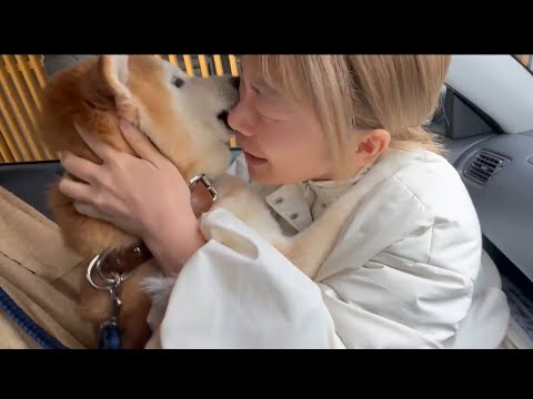 柴犬福 メンヘラ姉と柴犬の1週間ぶりの再会🤣Sister and Shiba🤣 サムネイル