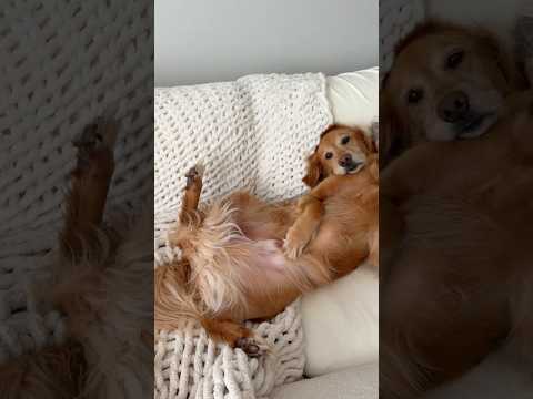 coming home to my golden retriever🥵goldenretreivers dog pup…