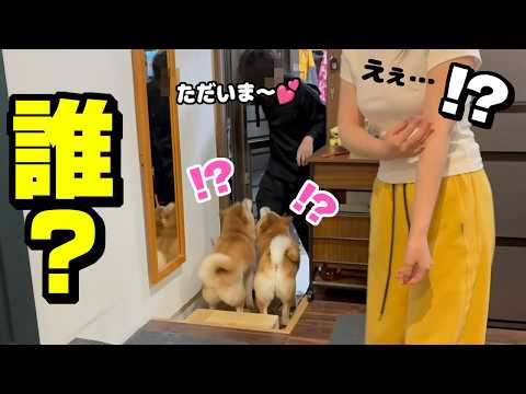 兄と思ったら親友君が帰宅し柴犬と娘の反応が面白すぎて大騒ぎになりましたwww サムネイル