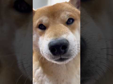 第12回　柴犬とん君で癒される会　柴犬　柴犬とん サムネイル