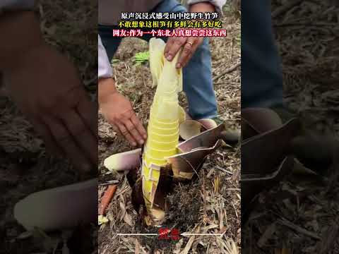 原聲沉浸式感受山中挖野生竹筍 不敢想像這根筍有多鮮會有多好吃 療愈 cure shorts サムネイル