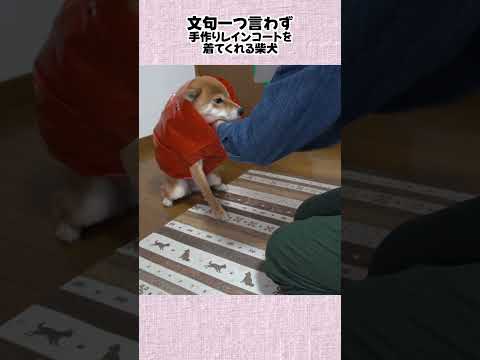 文句一つ言わず 手作りレインコートを 着てくれる柴犬 神戸 柴犬 shiba shibainu サムネイル