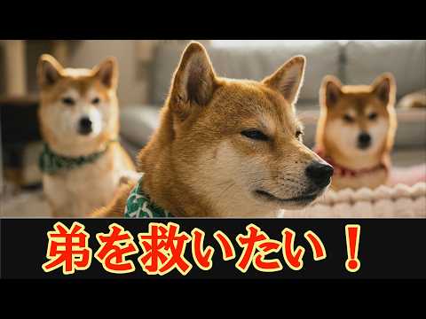 【感動】孤立してしまった弟柴犬を、斬新な方法で救おうとする兄柴犬達が尊い。