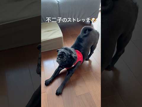 不二子のストレッチdog doggie パグ cutedog pug パグ puppy stretch yoga スト… サムネイル