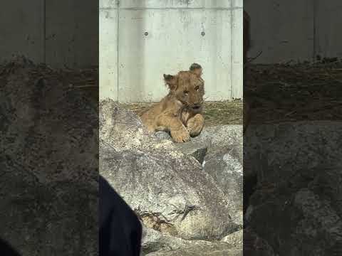 shorts アルくん(？) 小枝をハムハム　ライオンファミリー　のんほいパークにて　2026年2月13日 サムネイル