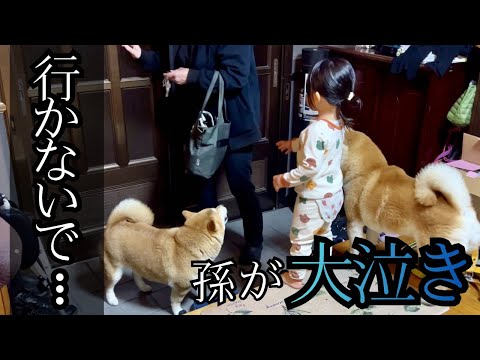 ２歳孫がばあちゃんに「行かないで！」と大泣。大興奮＆大歓迎の帰宅 サムネイル