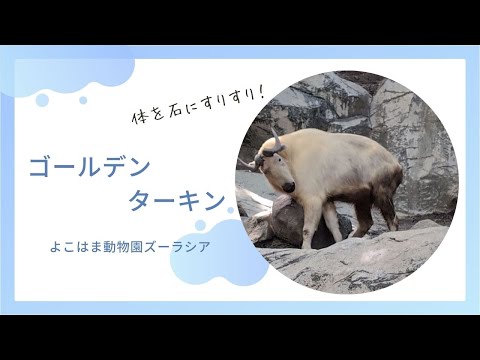 【よこはま動物園ズーラシア】体を石にすりすり！ゴールデンターキン🐐 サムネイル