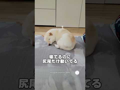 夢の中で大はしゃぎ⁉️寝ながら尻尾振る柴犬　　柴犬　犬　かわいい犬 犬のいる暮らし 癒し サムネイル