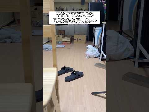 キッチン前のダンボールが突然すごい勢いで揺れ始めたから怪奇現象が起きたのかと覚悟したら ミヌエット 子猫 ミヌエット子… サムネイル