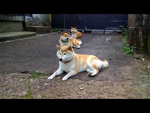 2026年4月26日(日) 茶色い三連星✨ サムネイル