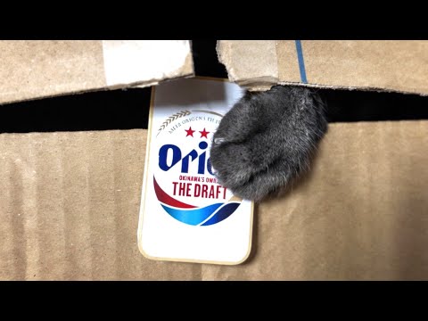 ダンボールからおててがニョキッ！リアル猫の貯金箱🐾　A Real Cat Piggy Bank サムネイル