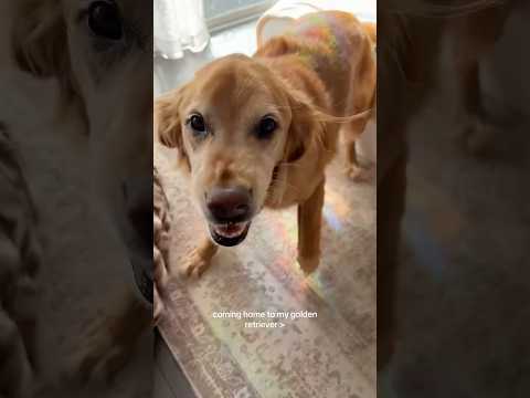 coming home to my golden retriever🥵 goldenretreiver dog ind… サムネイル