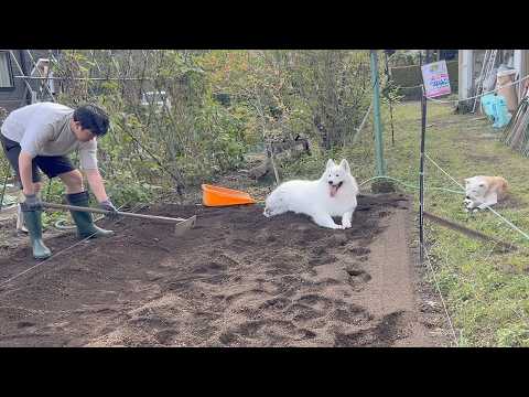【世代交代】限界そうな じいちゃんを助けるため、畑仕事を引き継ぐことを決めました。