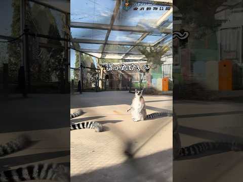 朝一のワオワオガーデン☀️東武動物公園動物動物園かわいい癒しanimalszooワオキツネザル日向ぼっこ ワオワオガー… サムネイル